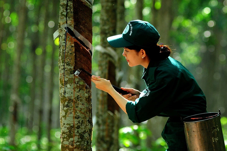 Cao su Việt Nam (GVR): Giá cao su xuất khẩu tháng 6 tăng cao, xin chủ trương đầu tư các KCN